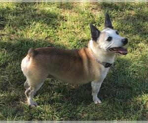 Jack Russell Terrier Dogs for adoption in phoenix, AZ, USA