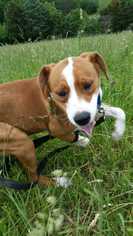 American Pit Bull Terrier-Unknown Mix Dogs for adoption in Paw Paw, WV, USA