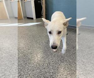 Siberian Husky Dogs for adoption in Palmetto, FL, USA