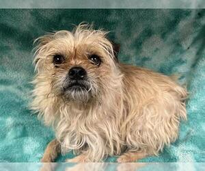 Brussels Griffon Dogs for adoption in HESPERIA, CA, USA