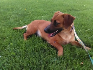 Dorgi Dogs for adoption in Lakewood, CO, USA
