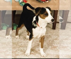 Beagle-Unknown Mix Dogs for adoption in Mt. Laurel, NJ, USA