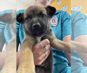 German Shepherd Dog Dogs for adoption in Plano, TX, USA