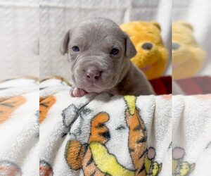 American Pit Bull Terrier Dogs for adoption in Belleville, MI, USA