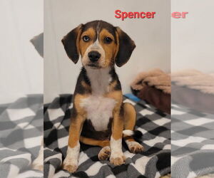 Beagle-Unknown Mix Dogs for adoption in Des Moines, IA, USA