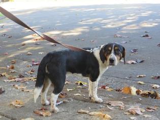 Beagle Dogs for adoption in Battle Ground, WA, USA