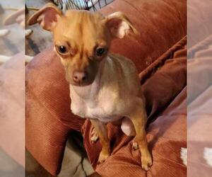 Chihuahua Dogs for adoption in Pawtucket, RI, USA