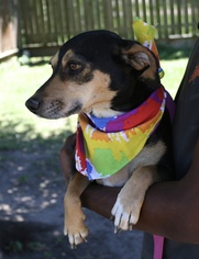 Dachshund-Unknown Mix Dogs for adoption in Sugar Land, TX, USA
