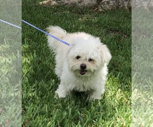 Maltese Dogs for adoption in Davie, FL, USA