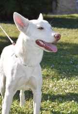German Shepherd Dog-Siberian Husky Mix Dogs for adoption in Jupiter, FL, USA