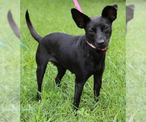 Jack Chi Dogs for adoption in Morton Grove, IL, USA