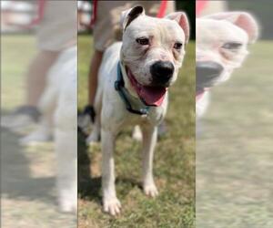 American Bulldog Dogs for adoption in Rustburg, VA, USA