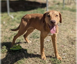 Labrador Retriever-Unknown Mix Dogs for adoption in Boston, MA, USA