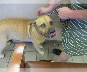 Black Mouth Cur-Unknown Mix Dogs for adoption in Ocala, FL, USA