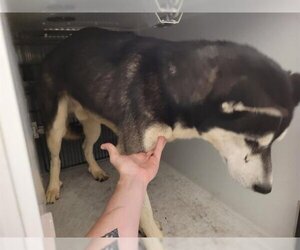 Pyrenees Husky Dogs for adoption in Houston, TX, USA