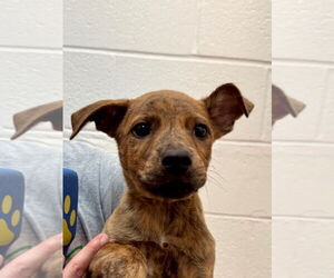 Mutt Dogs for adoption in Hilton Head, SC, USA