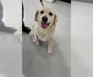 Great Pyrenees Dogs for adoption in Temple, TX, USA