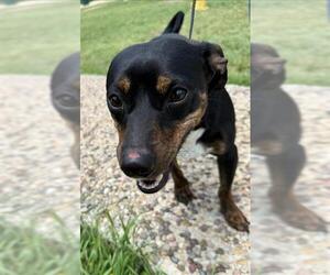 Dachshund-Unknown Mix Dogs for adoption in San Antonio, TX, USA