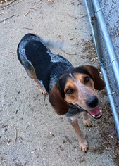 English Coonhound-Unknown Mix Dogs for adoption in Erwin , TN, USA