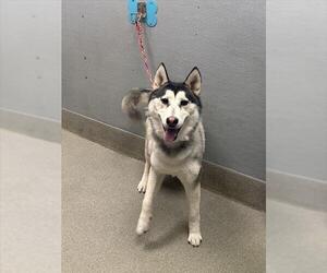 Siberian Husky-Unknown Mix Dogs for adoption in Las Vegas, NV, USA
