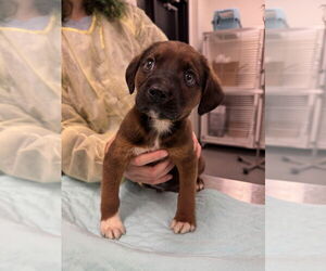 Mutt Dogs for adoption in Elmsford, NY, USA