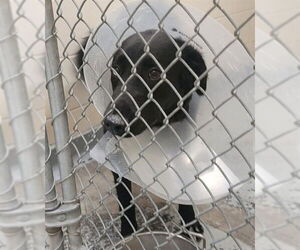 Huskies -Labrador Retriever Mix Dogs for adoption in Anchorage, AK, USA