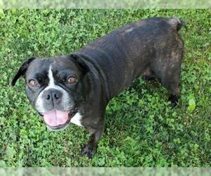 Faux Frenchbo Bulldog Dogs for adoption in Maryville, TN, USA