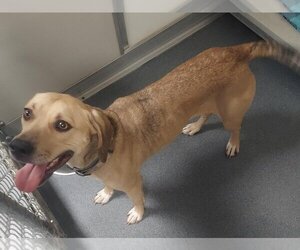 American Pit Bull Terrier-Labrador Retriever Mix Dogs for adoption in Glen Allen, VA, USA