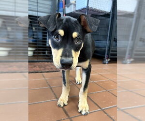 Labrador Retriever-Unknown Mix Dogs for adoption in Jefferson, NJ, USA