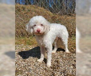 Poodle (Miniature) Dogs for adoption in Lake City, MI, USA