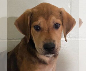 Labrador Retriever-Unknown Mix Dogs for adoption in Canton, CT, USA