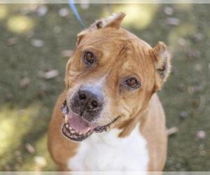 Staffordshire Bull Terrier Dogs for adoption in Orlando, FL, USA