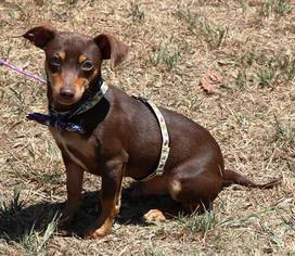 Doxie-Pin Dogs for adoption in Lytle, TX, USA