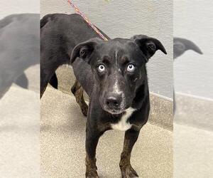 Mutt Dogs for adoption in Las Vegas, NV, USA