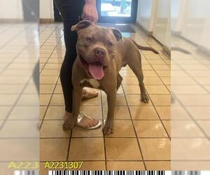American Pit Bull Terrier Dogs for adoption in West Palm Beach, FL, USA