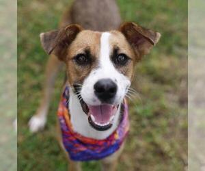German Shorthaired Pointer-Unknown Mix Dogs for adoption in San Antonio, TX, USA