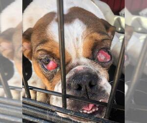 Bulldog Dogs for adoption in Benton, LA, USA