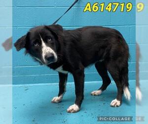 Border Collie Dogs for adoption in San Antonio, TX, USA