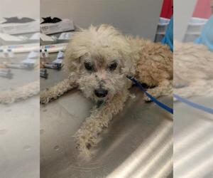 Poodle (Toy)-Unknown Mix Dogs for adoption in Corpus Christi, TX, USA
