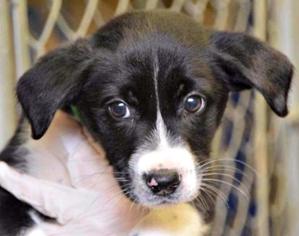 Borador Dogs for adoption in Bradenton, FL, USA