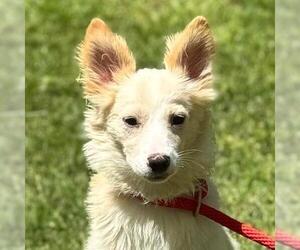 Mutt Dogs for adoption in Yardley, PA, USA