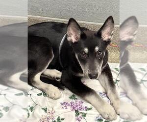 Siberian Husky-Unknown Mix Dogs for adoption in Las Vegas, NV, USA