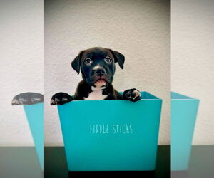 American Pit Bull Terrier-Unknown Mix Dogs for adoption in Sandy, UT, USA