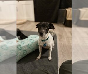 Rat-Cha Dogs for adoption in Sammamish, WA, USA