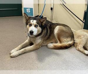 Siberian Husky Dogs for adoption in Pasadena, CA, USA