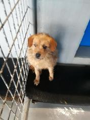 Medium Photo #1 Jack-Rat Terrier Puppy For Sale in Pleasanton, TX, USA