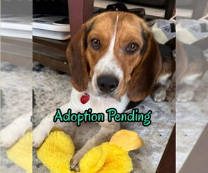 Beagle Dogs for adoption in Dunnellon, FL, USA
