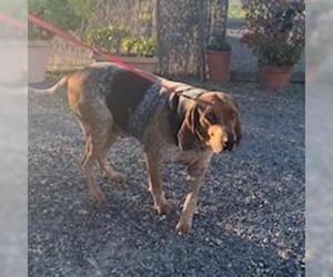Bloodhound Dogs for adoption in San Pablo, CA, USA