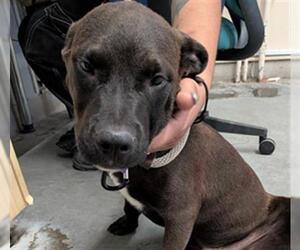American Pit Bull Terrier-Labrador Retriever Mix Dogs for adoption in Camarillo, CA, USA