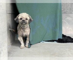 Mal-Shi Dogs for adoption in Pasadena, CA, USA